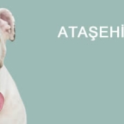 Ataşehir Petshop